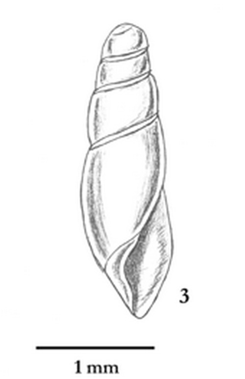 Paleoglandina (?) dal piacentino
